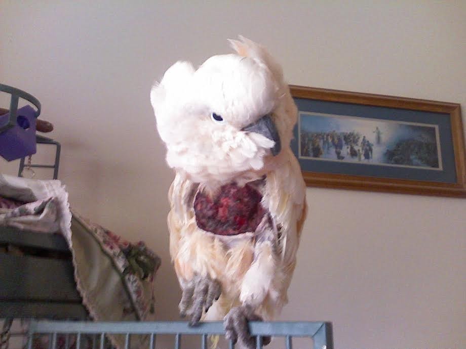 아름답고 자존감 높아 보이는 앵무새의 진실 (혐오주의) | 인스티즈