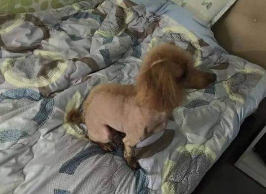 강아지 미용시키고 왔더니 누나가 운다 | 인스티즈