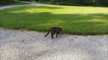 포로리.gif | 인스티즈