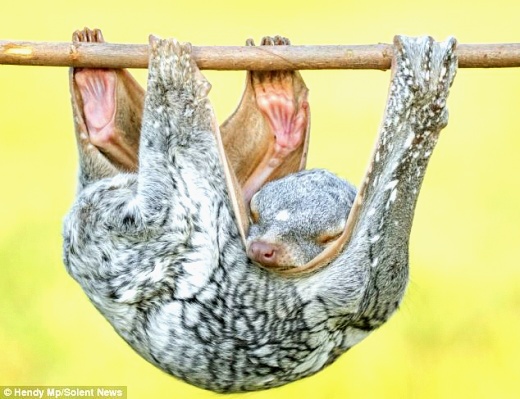 당신이 처음 봤을 수도 있는 희귀동물들 50종 | 인스티즈