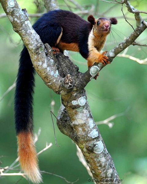 당신이 처음 봤을 수도 있는 희귀동물들 50종 | 인스티즈