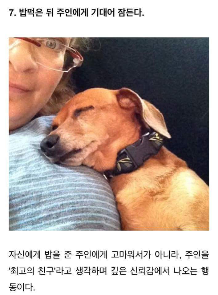 강아지가 당신을 좋아할때 하는 행동 . JPG | 인스티즈