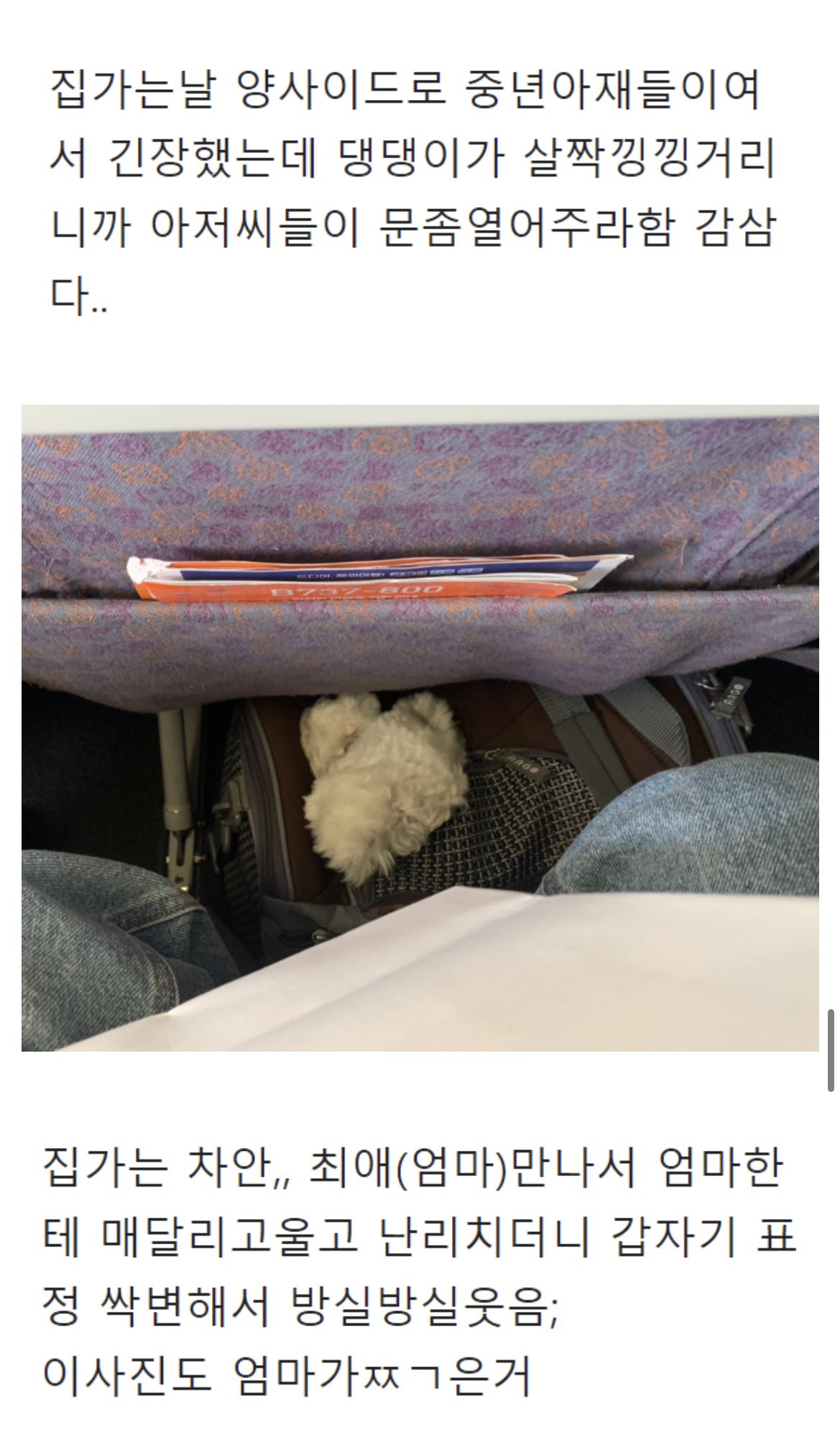 니들은 제주도 강아지랑 가지마라 | 인스티즈