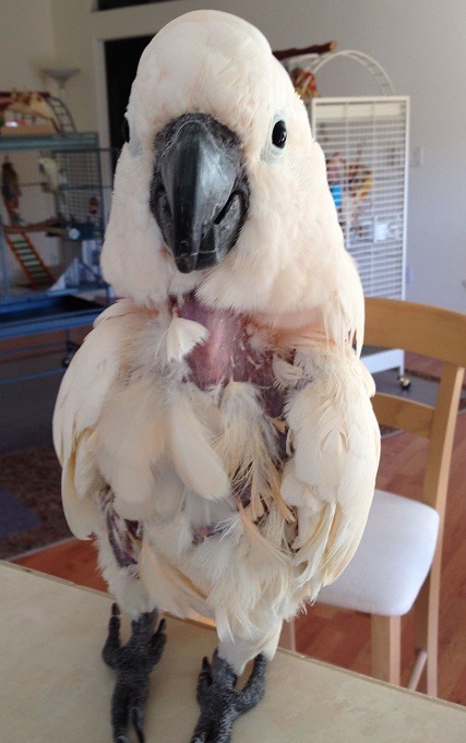 아름답고 자존감 높아 보이는 앵무새의 진실 (혐오주의) | 인스티즈