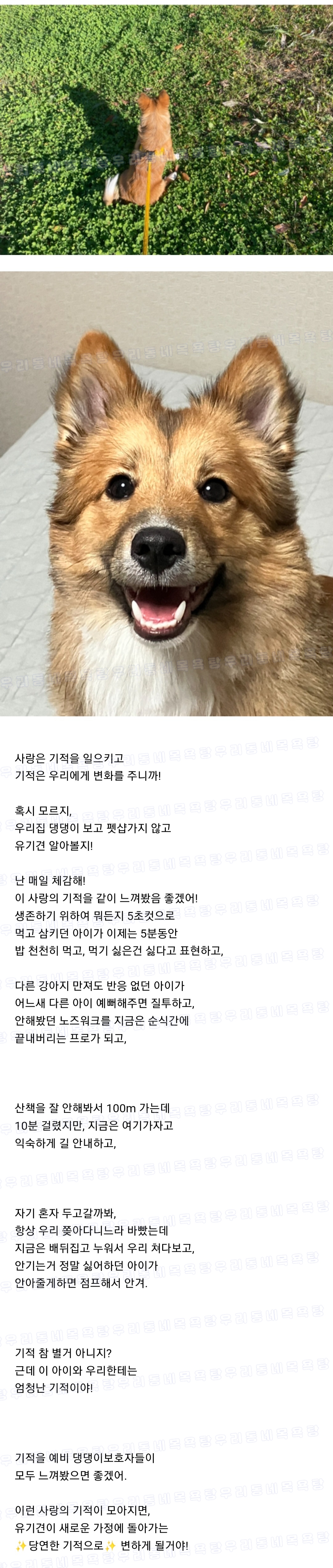 난 우리 강아지가 슈퍼스타됐음 좋겠어 그래서 스트릿출신도 진짜 행복할수있단거 보여주게 | 인스티즈