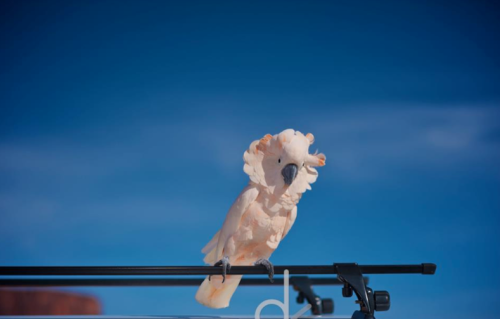 아름답고 자존감 높아 보이는 앵무새의 진실 (혐오주의) | 인스티즈