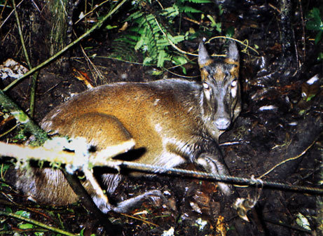 당신이 처음 봤을 수도 있는 희귀동물들 50종 | 인스티즈