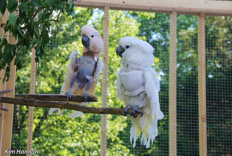 아름답고 자존감 높아 보이는 앵무새의 진실 (혐오주의) | 인스티즈