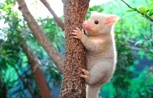 당신이 처음 봤을 수도 있는 희귀동물들 50종 | 인스티즈