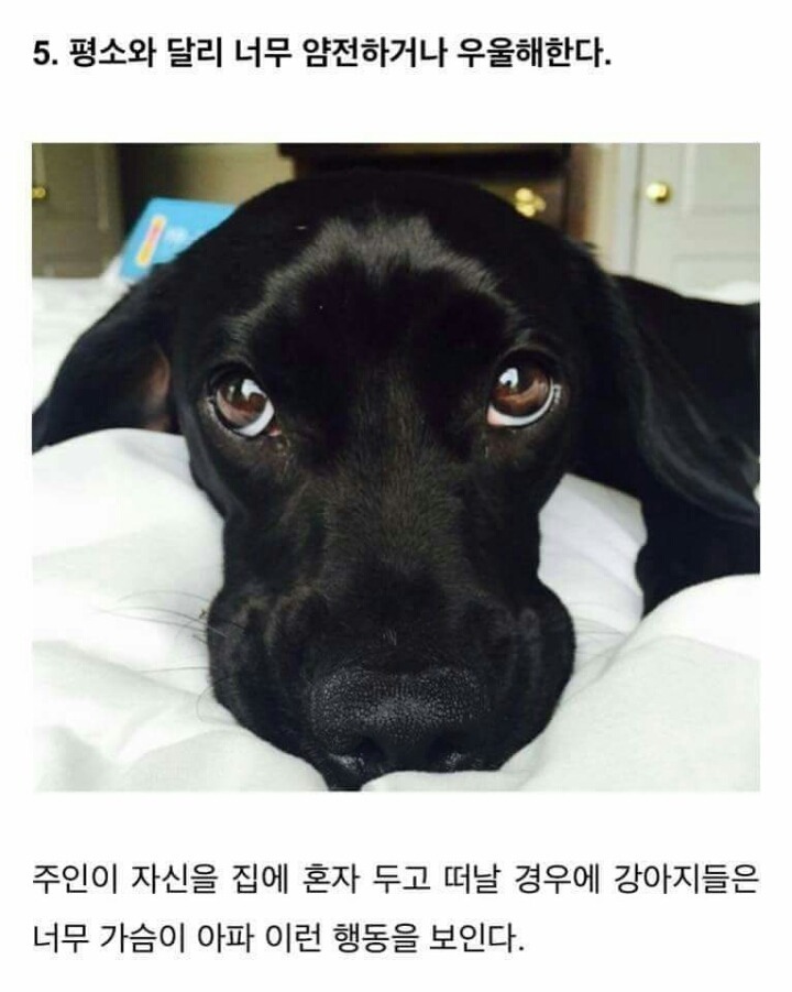 강아지가 당신을 좋아할때 하는 행동 . JPG | 인스티즈