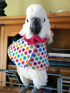 아름답고 자존감 높아 보이는 앵무새의 진실 (혐오주의) | 인스티즈