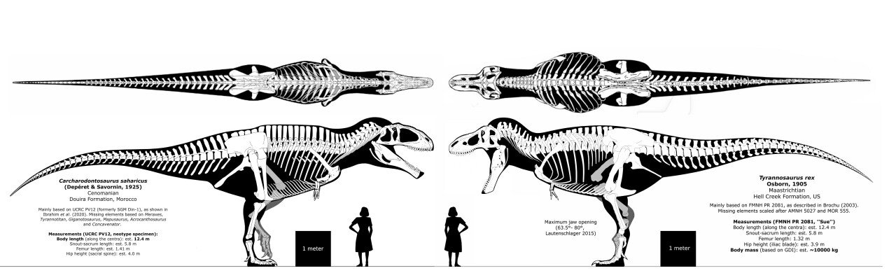 코끼리도 찢어죽일 수 있는 아프리카 최강의 포식자 | 인스티즈