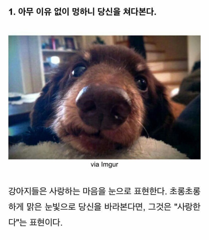 강아지가 당신을 좋아할때 하는 행동 . JPG | 인스티즈