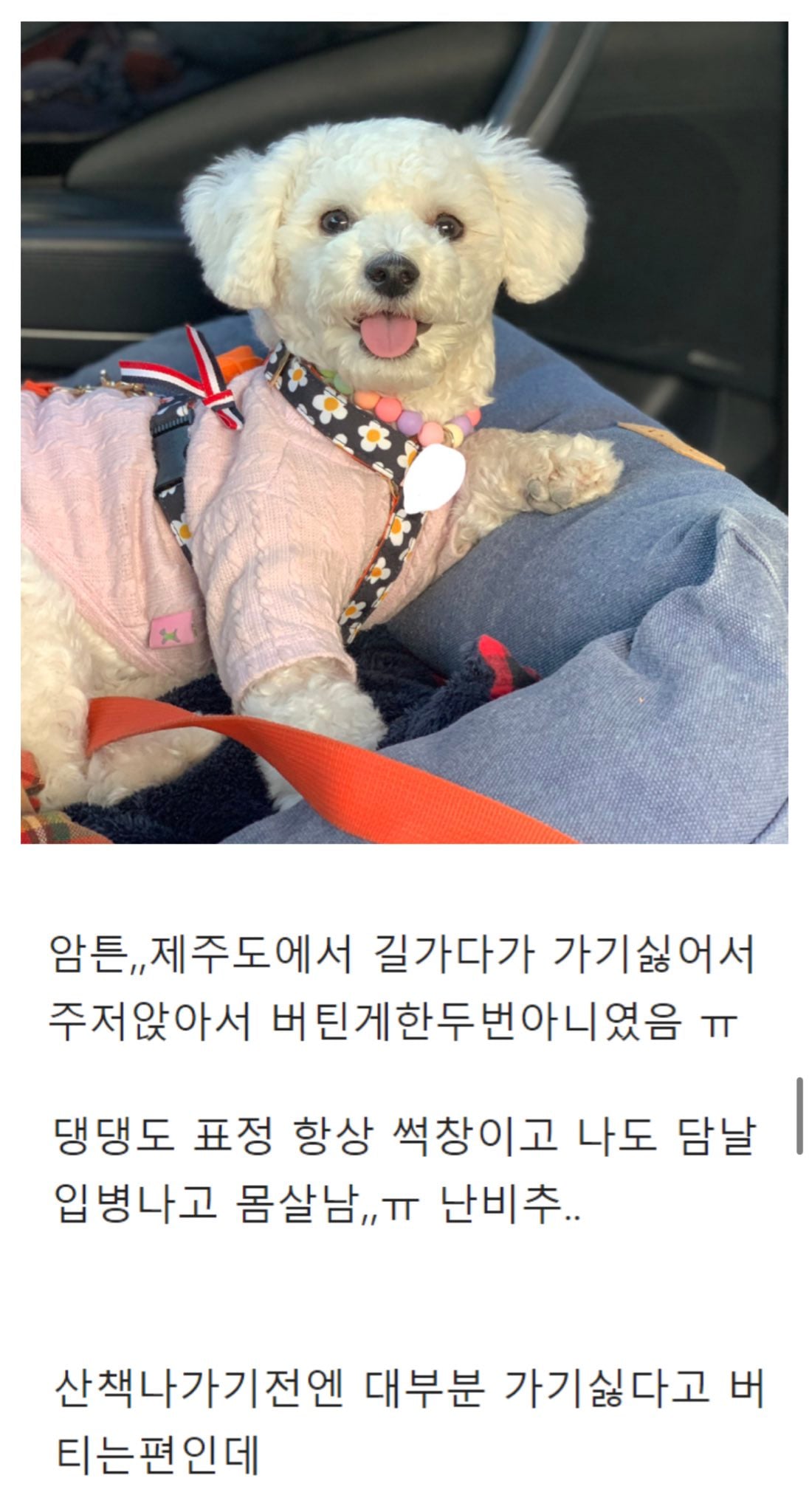 니들은 제주도 강아지랑 가지마라 | 인스티즈