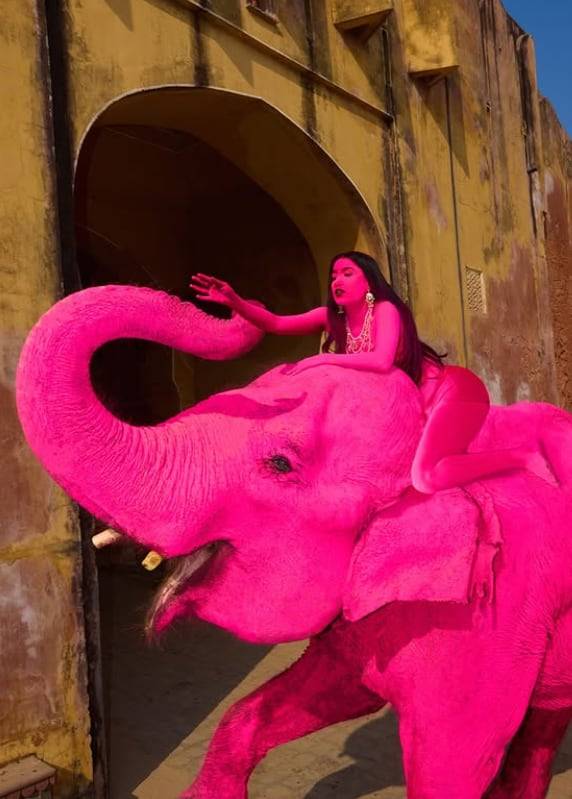 사진 촬영 위해 온통 분홍색으로 칠해진 코끼리, 3개월 뒤 폐사 | 인스티즈