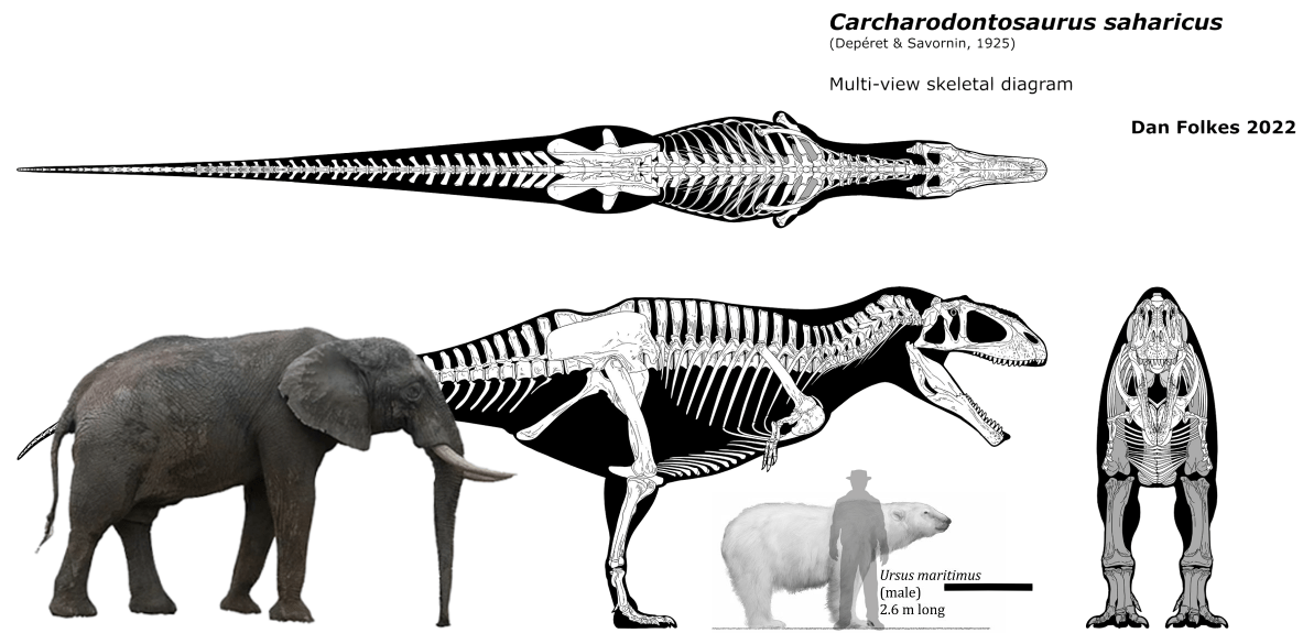 코끼리도 찢어죽일 수 있는 아프리카 최강의 포식자 | 인스티즈