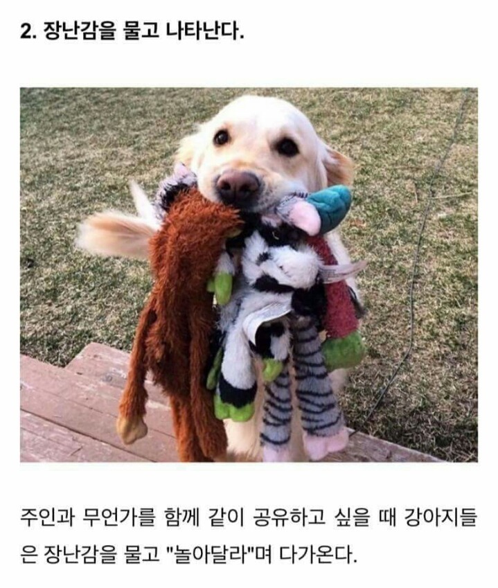 강아지가 당신을 좋아할때 하는 행동 . JPG | 인스티즈