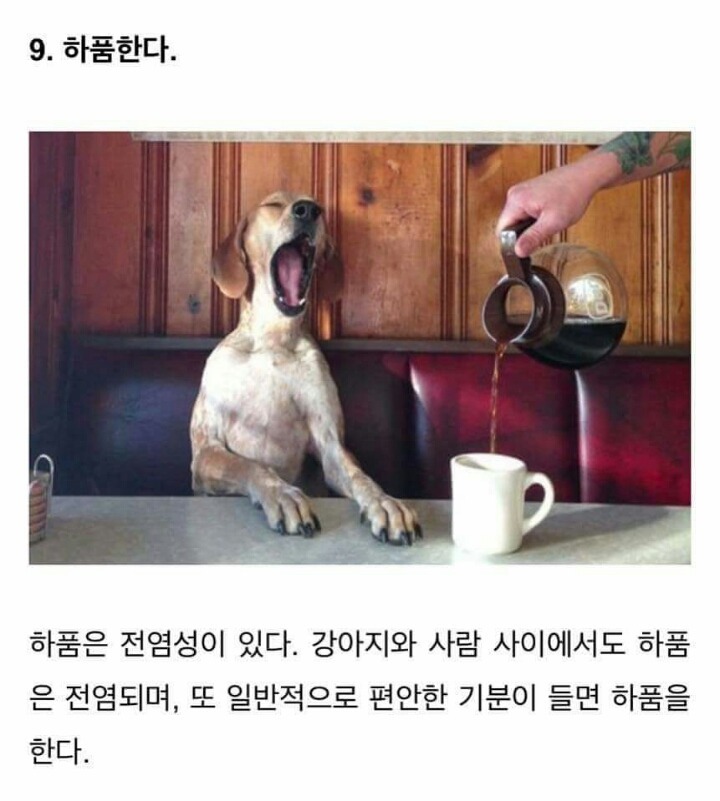 강아지가 당신을 좋아할때 하는 행동 . JPG | 인스티즈