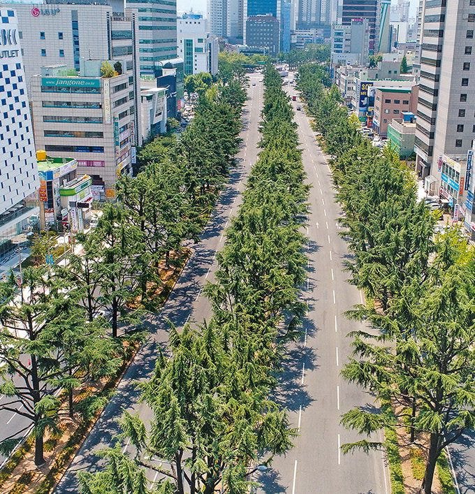 폭염도시로 유명한 대구를 그나마 살만하게 해준 정책.txt | 인스티즈