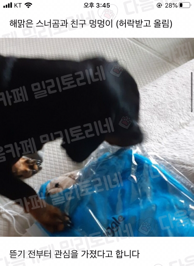 [냥공포] 내 친구 스너글의 최후 볼 사람...(잔인주의) | 인스티즈