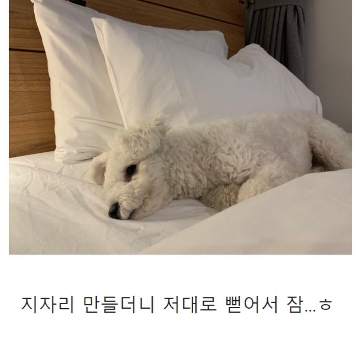 니들은 제주도 강아지랑 가지마라 | 인스티즈