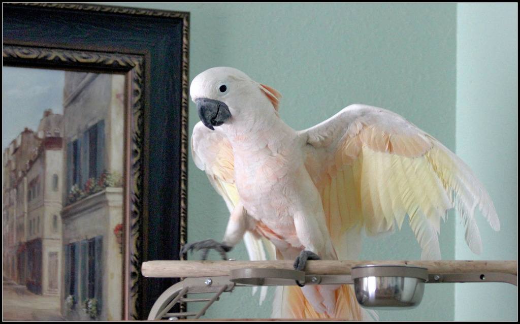 아름답고 자존감 높아 보이는 앵무새의 진실 (혐오주의) | 인스티즈