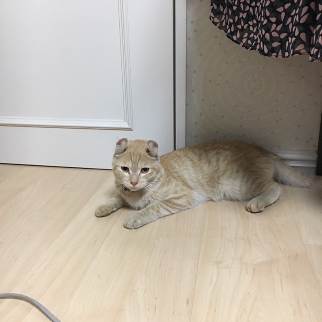 고양이 주인을 찾습니다... | 인스티즈