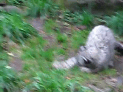 눈표범 (설표).jpg+gif | 인스티즈