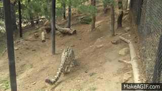눈표범 (설표).jpg+gif | 인스티즈