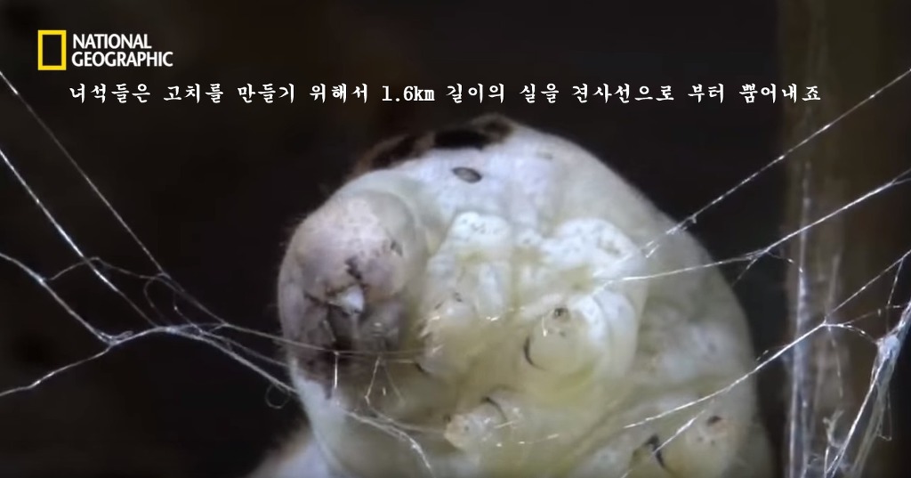 우리가 흔히 먹는 번데기의 삶 | 인스티즈