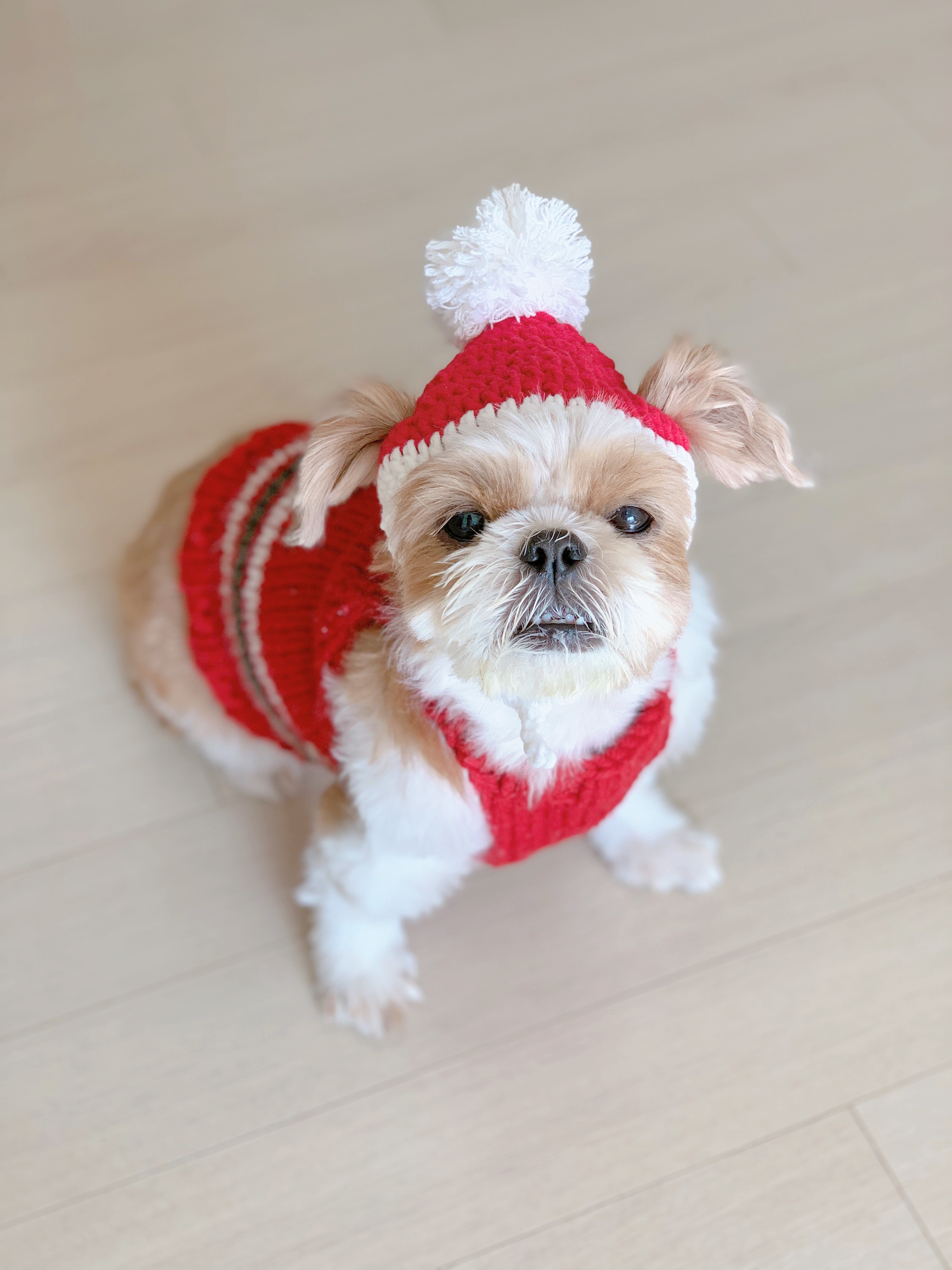 그동안 뜨개질한 강아지 옷..과... 잡다한 것들 | 인스티즈