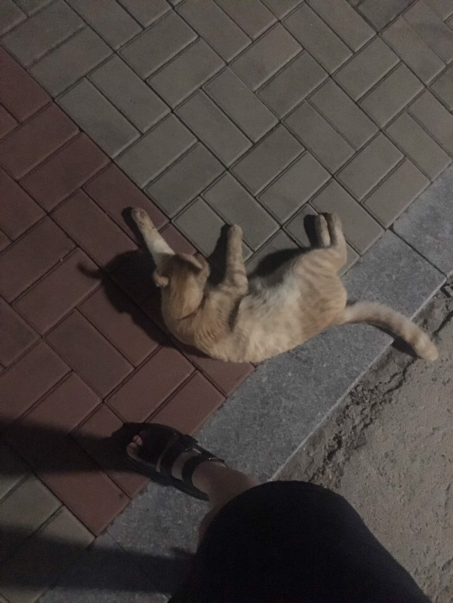 고양이 주인을 찾습니다... | 인스티즈