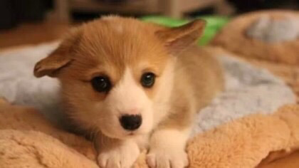 길에 귀여운 강아지,고양이 있을때 나뉘는 친구반응 | 인스티즈