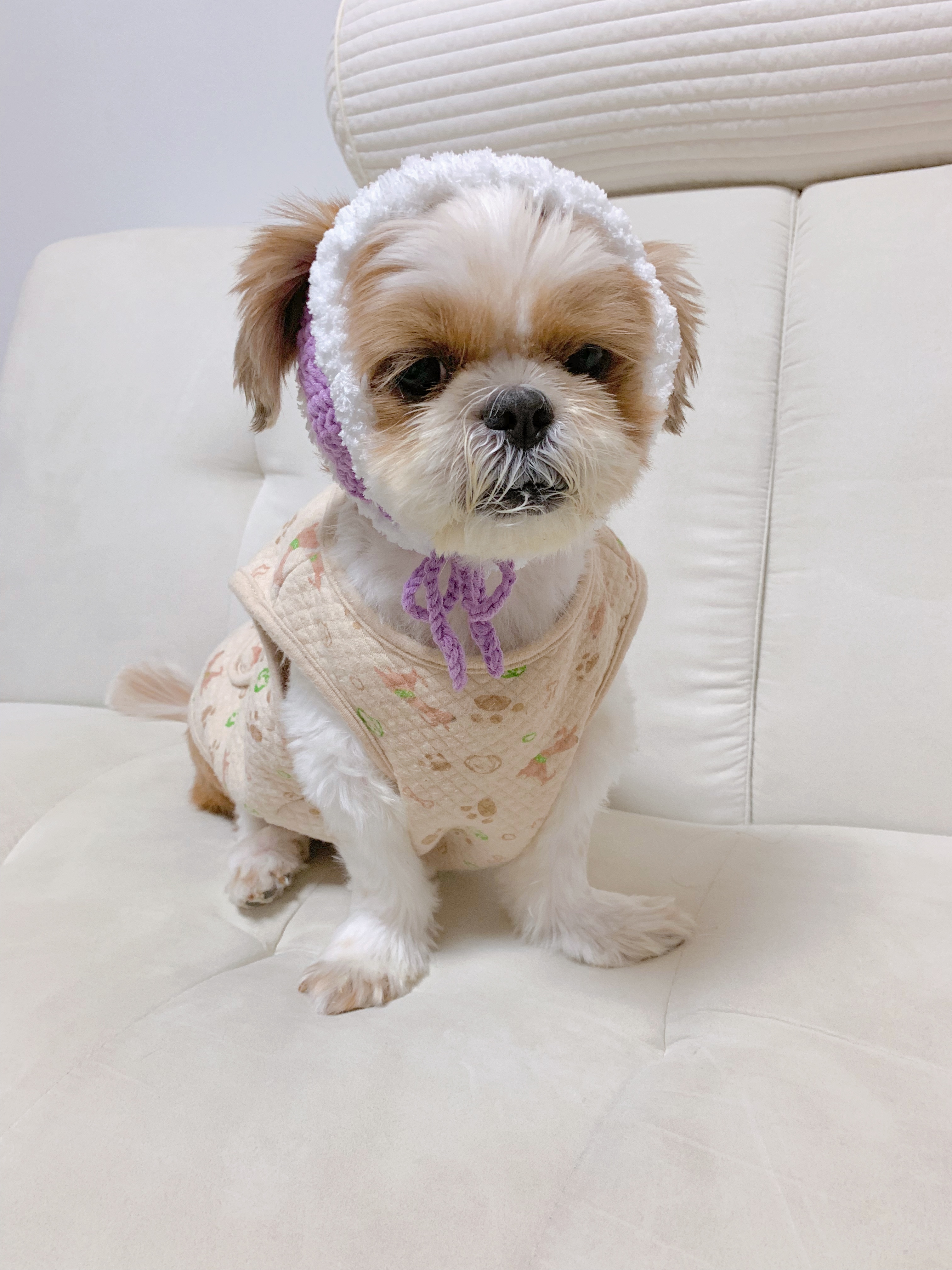 그동안 뜨개질한 강아지 옷..과... 잡다한 것들 | 인스티즈