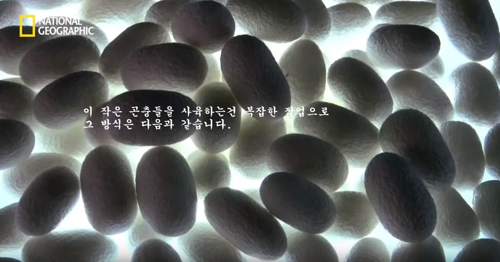 우리가 흔히 먹는 번데기의 삶 | 인스티즈