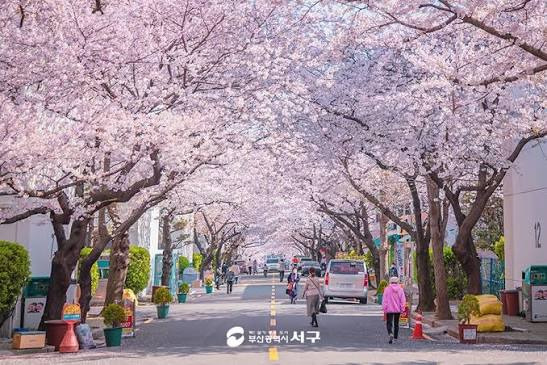 의외의 벚꽃 명소라는 곳들....jpg | 인스티즈