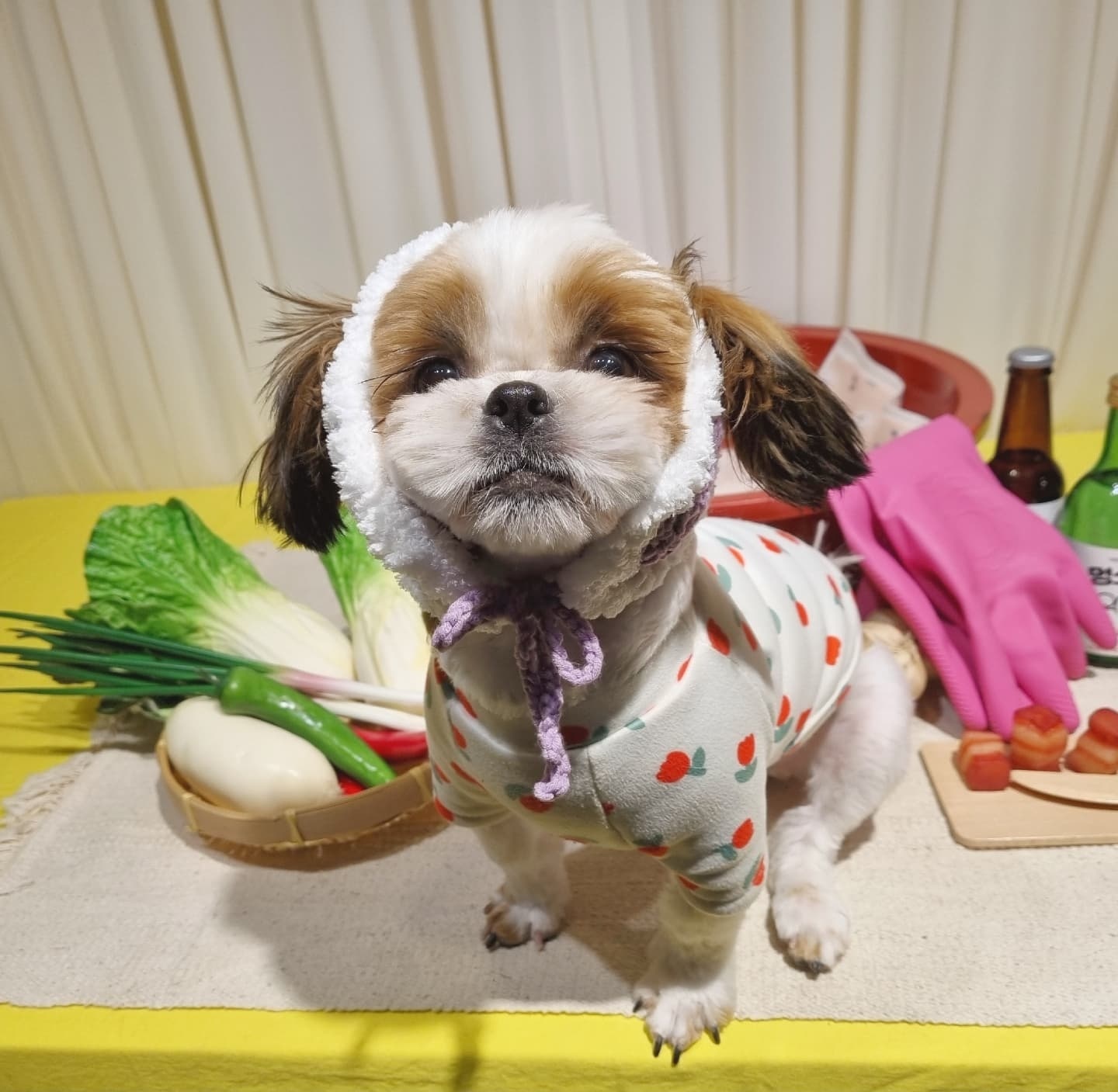 그동안 뜨개질한 강아지 옷..과... 잡다한 것들 | 인스티즈