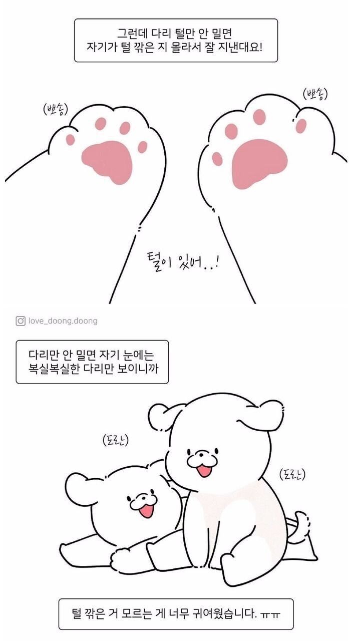 강아지 미용할 때 다리털만 안 미는 이유 | 인스티즈
