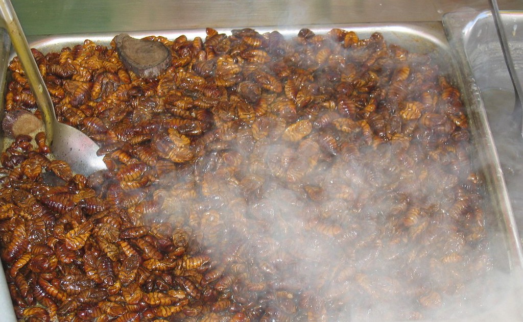 우리가 흔히 먹는 번데기의 삶 | 인스티즈