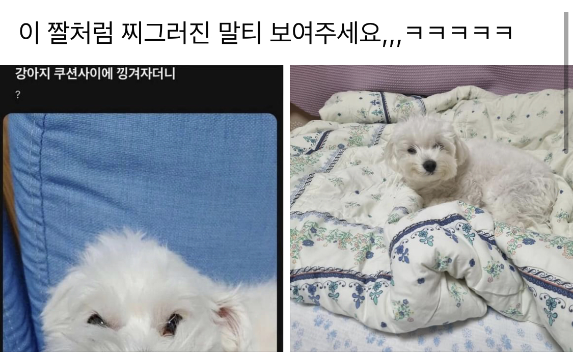 찌그러진 말티즈 보여주세요 | 인스티즈