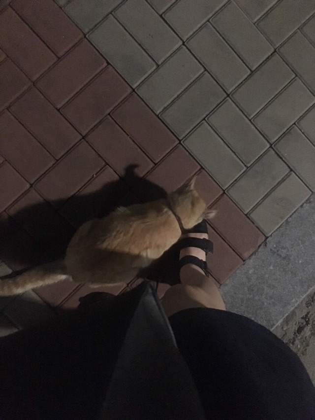 고양이 주인을 찾습니다... | 인스티즈