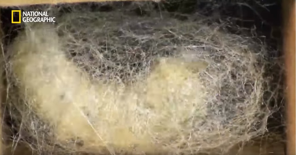 우리가 흔히 먹는 번데기의 삶 | 인스티즈