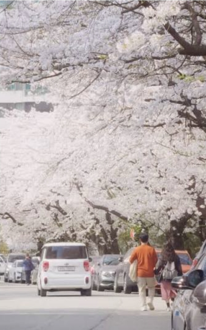 의외의 벚꽃 명소라는 곳들....jpg | 인스티즈