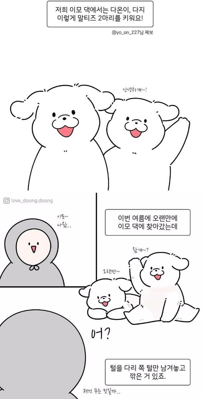 강아지 미용할 때 다리털만 안 미는 이유 | 인스티즈