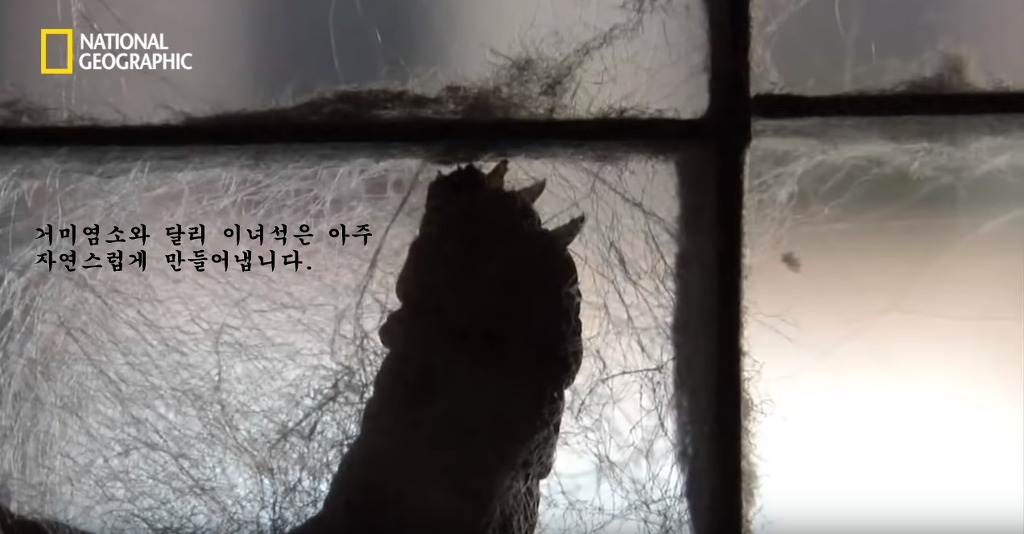 우리가 흔히 먹는 번데기의 삶 | 인스티즈