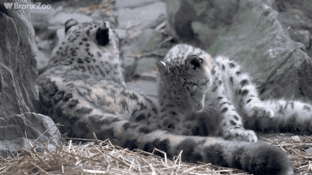 눈표범 (설표).jpg+gif | 인스티즈