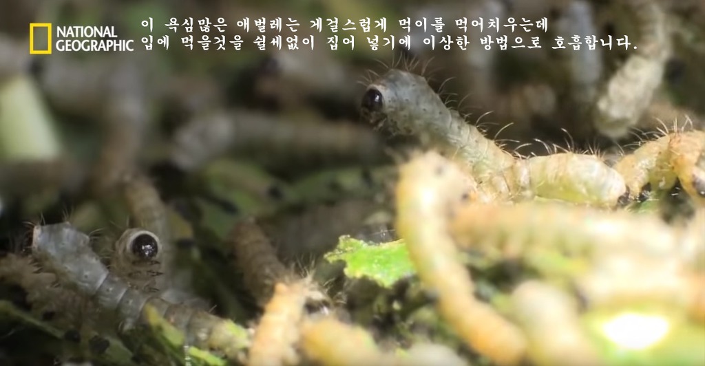 우리가 흔히 먹는 번데기의 삶 | 인스티즈