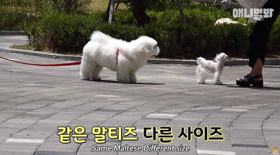 개크니까 개귀여운 말티즈.jpg | 인스티즈
