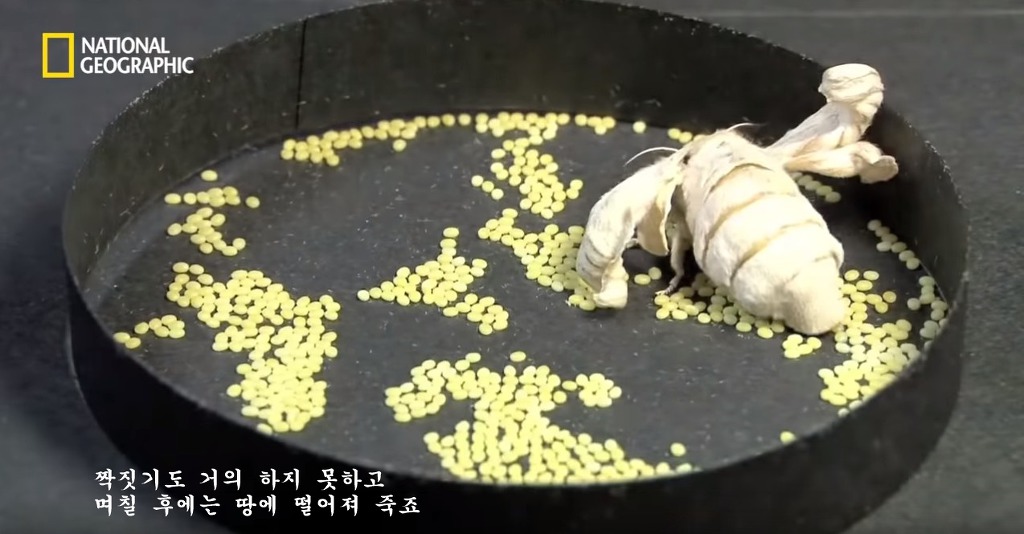 우리가 흔히 먹는 번데기의 삶 | 인스티즈