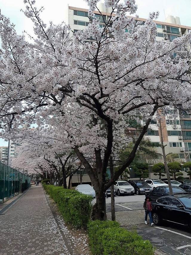 의외의 벚꽃 명소라는 곳들....jpg | 인스티즈